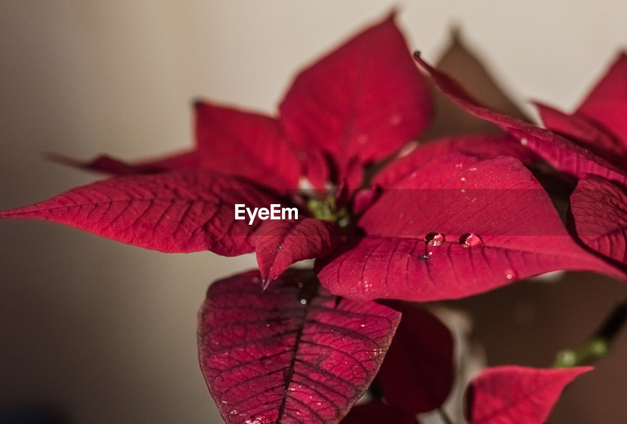 Close-up of red leaves on plant