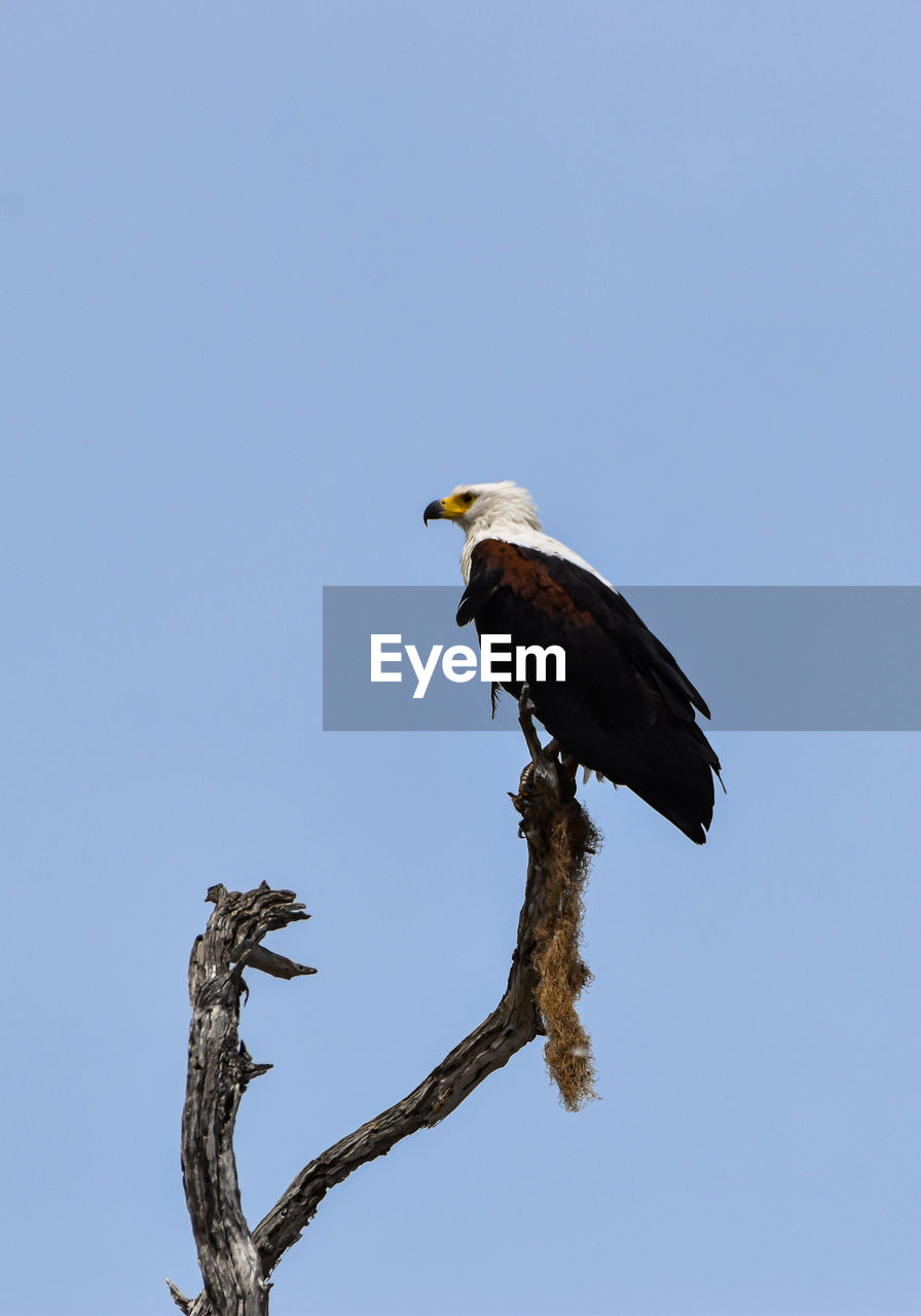 bird, animal themes, animal, animal wildlife, wildlife, tree, perching, bird of prey, sky, eagle, branch, one animal, clear sky, bald eagle, beak, nature, blue, no people, plant, full length, wing, sunny, outdoors, animal body part, low angle view, copy space, day, beauty in nature