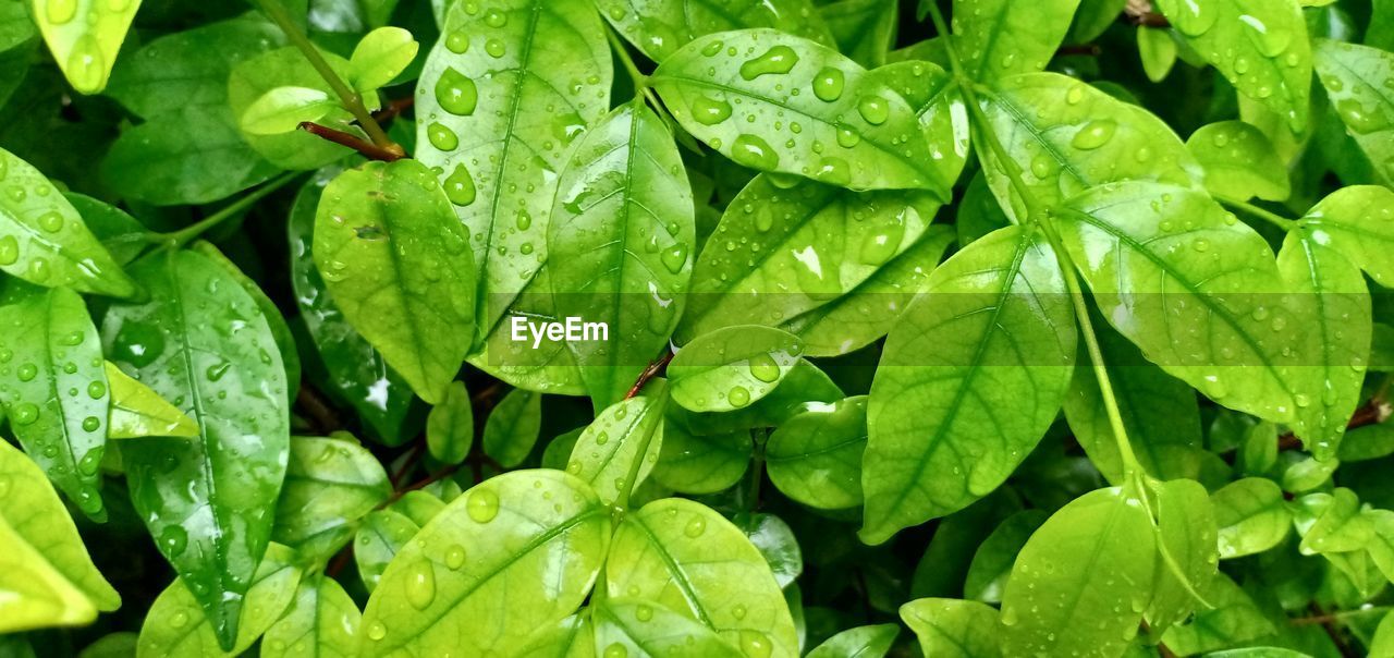 Close-up of wet plant during rainy season