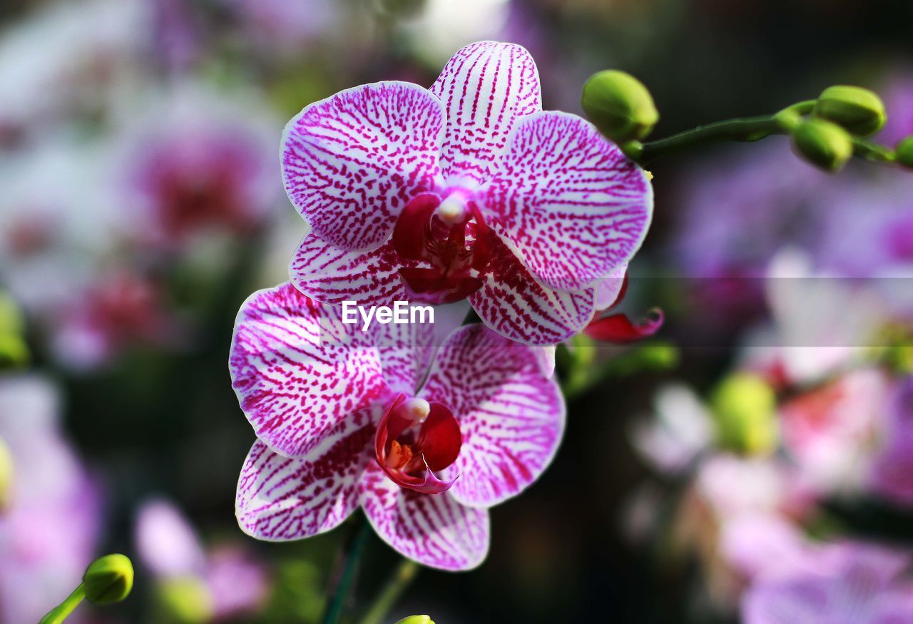 Close-up of pink flowering plant