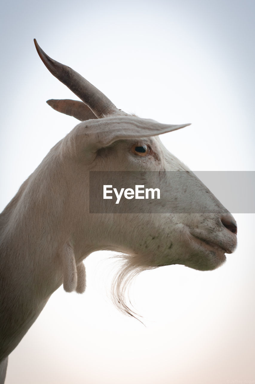 Low angle view of goat against clear sky