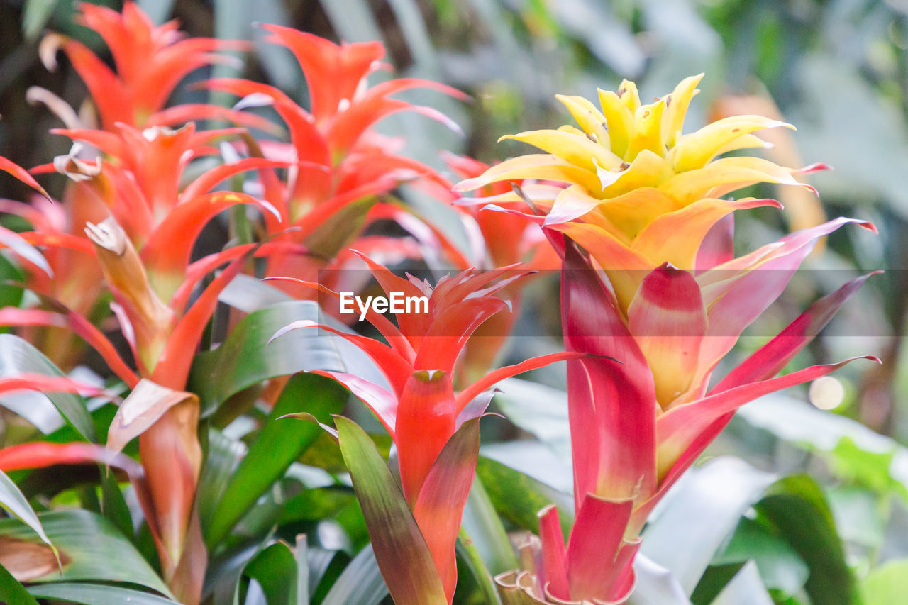 Close-up of multicolored flowers