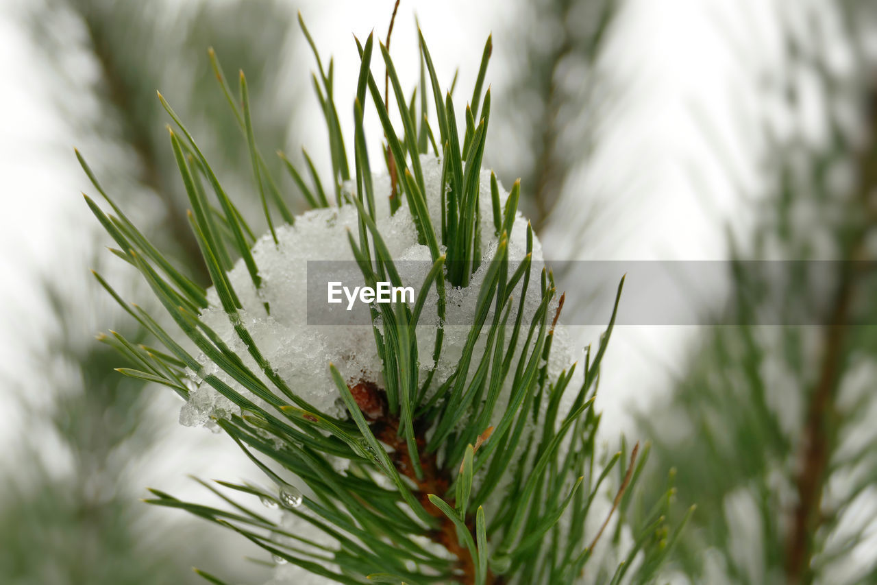 Close-up of pine tree during winter