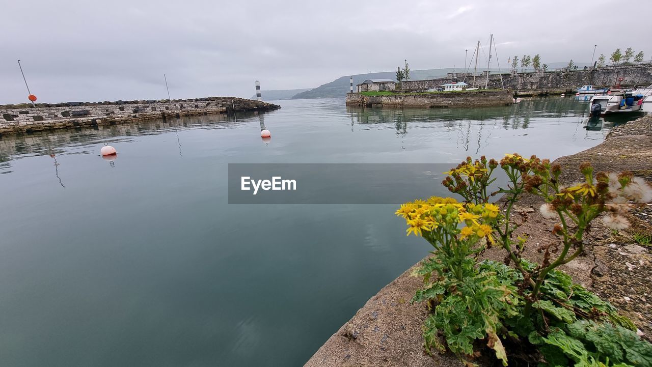 SAILBOATS ON SEA BY PLANTS AGAINST SKY