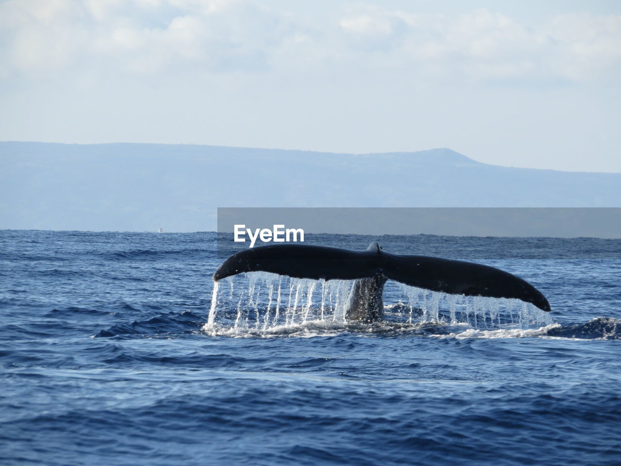 Whale splashing water in ocean against sky