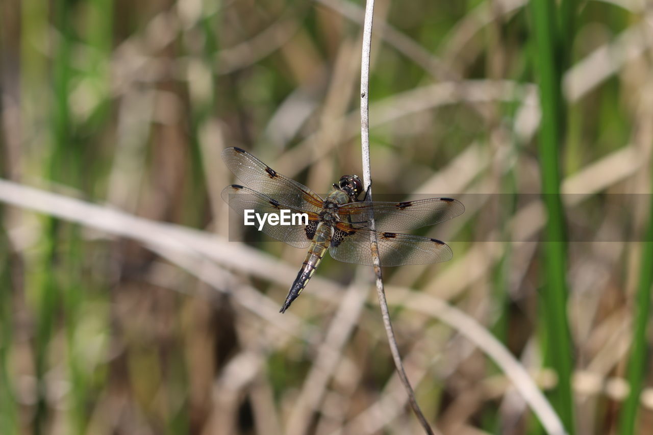 CLOSE-UP OF DRAGONFLY