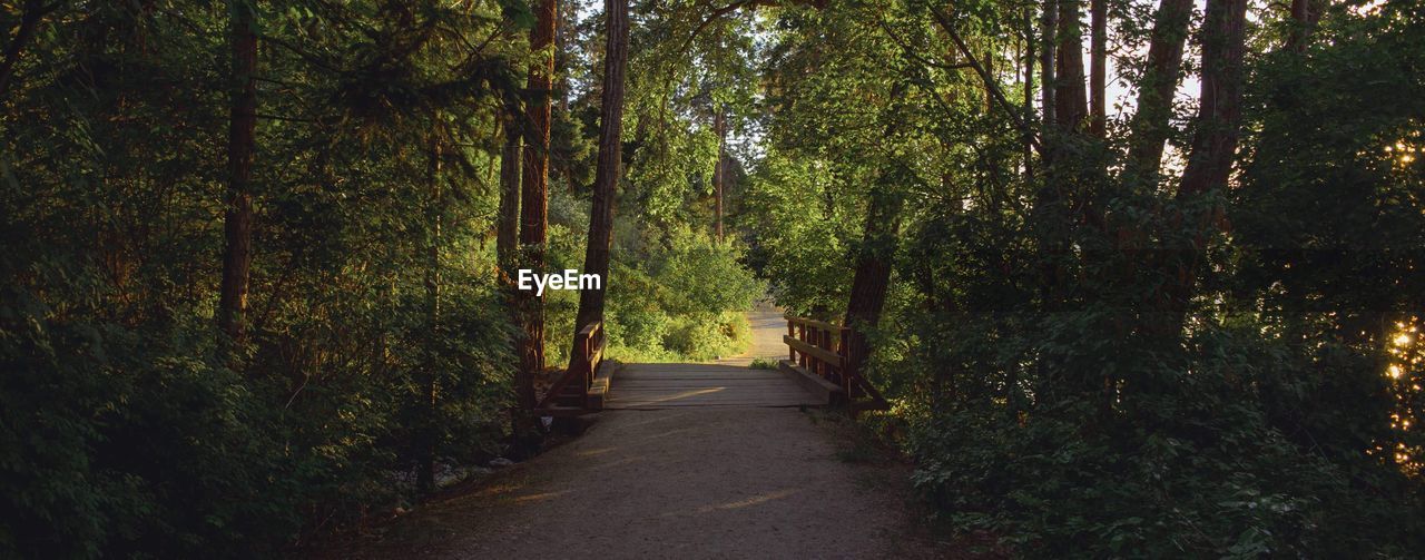 Empty road amidst trees in forest