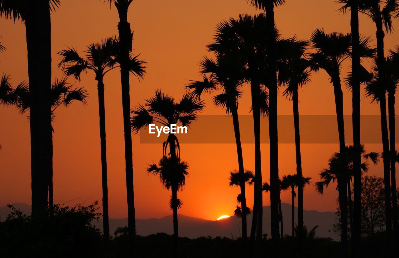 Silhouette palm trees against sky during sunset