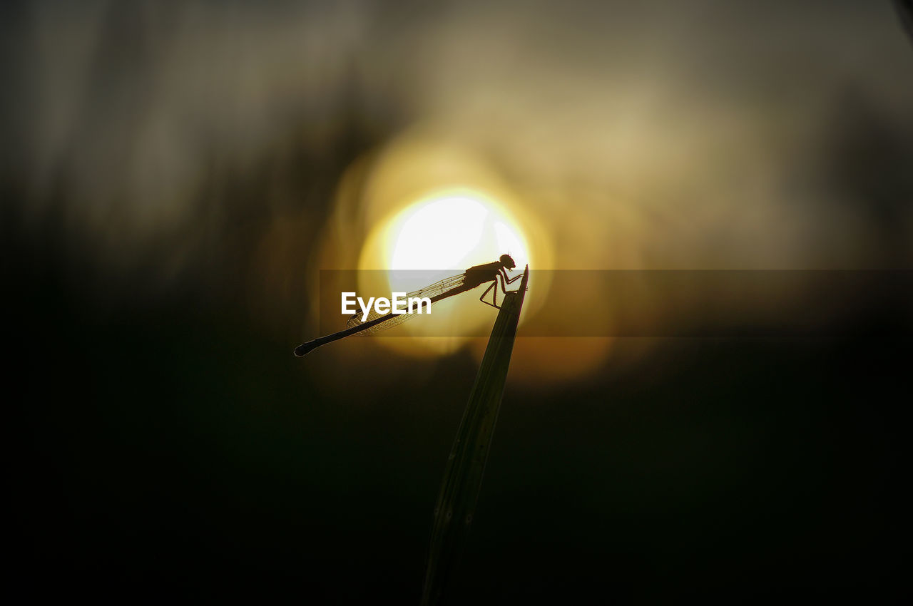 Close-up of insect on plant at sunset