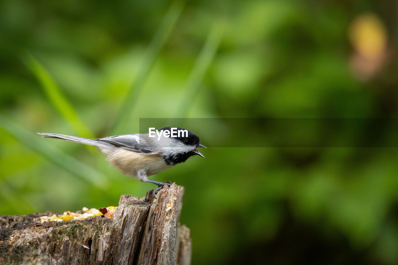 animal themes, animal, animal wildlife, bird, one animal, wildlife, nature, perching, beak, wood, focus on foreground, full length, tree, side view, no people, songbird, close-up, plant, green, selective focus, outdoors, day, branch, multi colored, beauty in nature, sunbeam, copy space, colored background, tree trunk, eating, sparrow, motion, food, surface level, green background, trunk, insect, environment, grass, black, portrait, animal body part, sunlight, pattern, food and drink, sitting, meadow