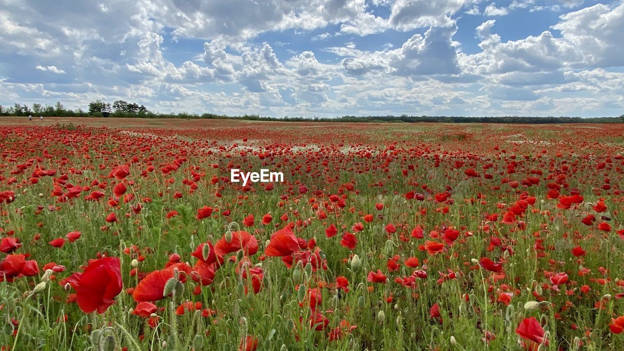 Close-up of red flowering plants on field against sky, poppy field