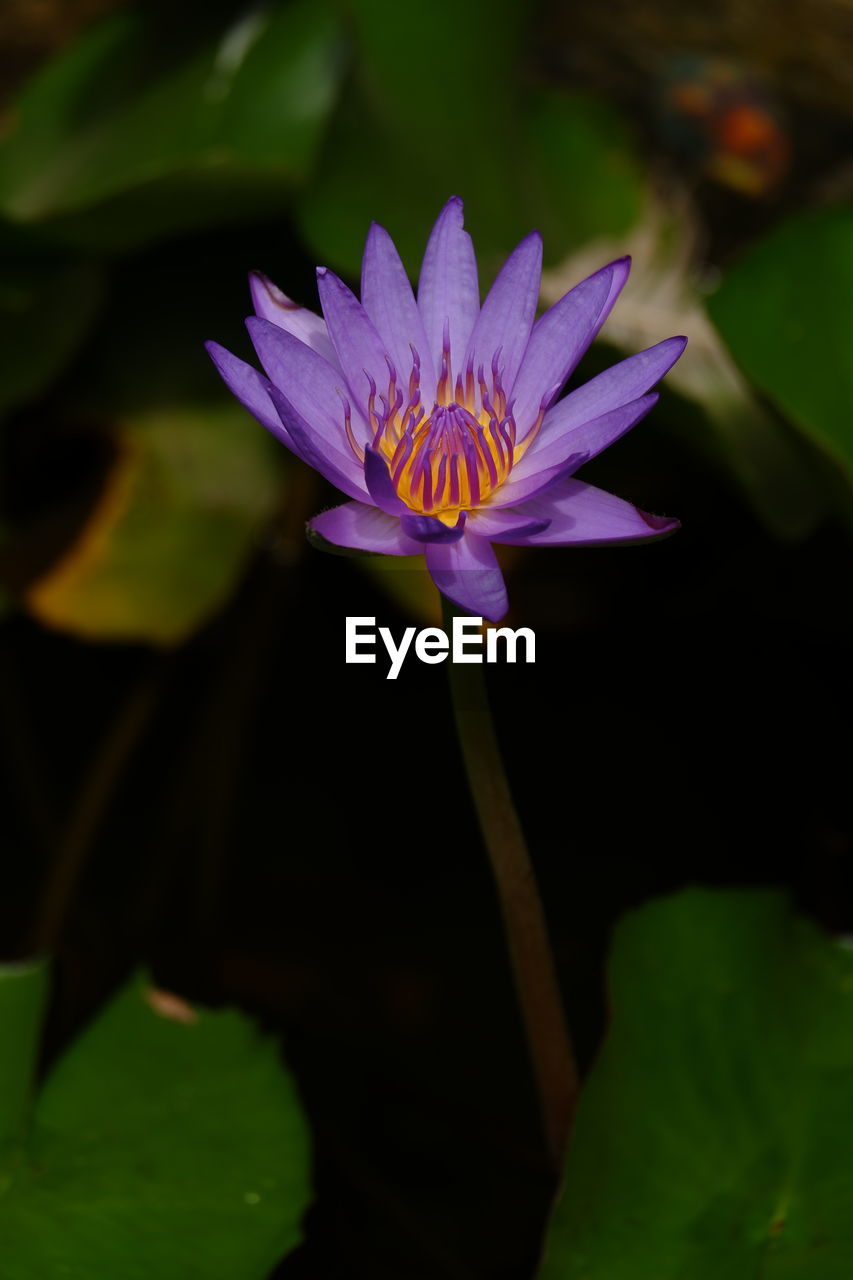 CLOSE-UP OF PURPLE WATER LILY IN LOTUS