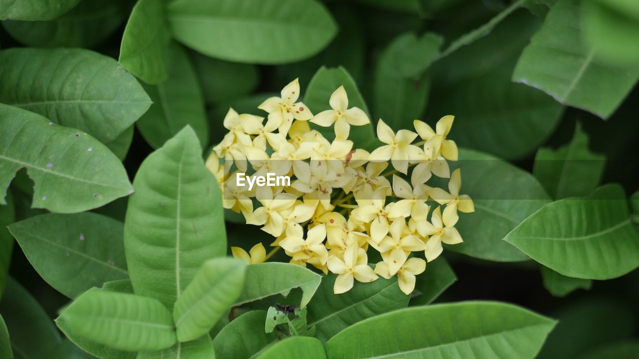 Close-up of yellow flowers blooming outdoors