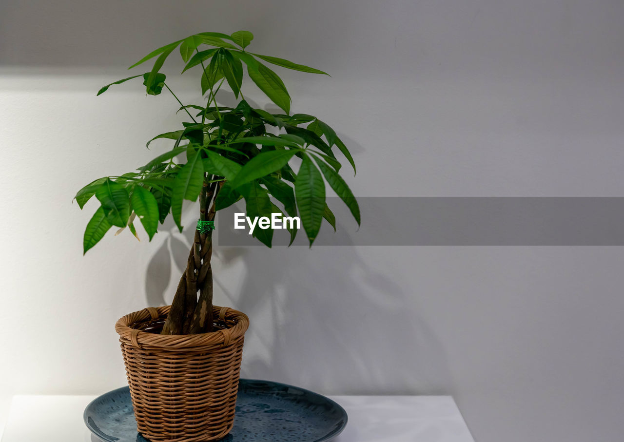 CLOSE-UP OF POTTED PLANT AGAINST WHITE WALL AT HOME