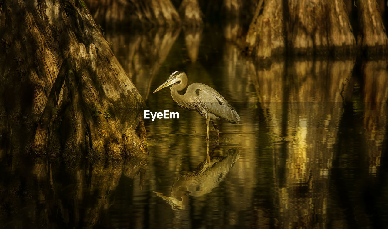 Gray heron in river at forest during sunset