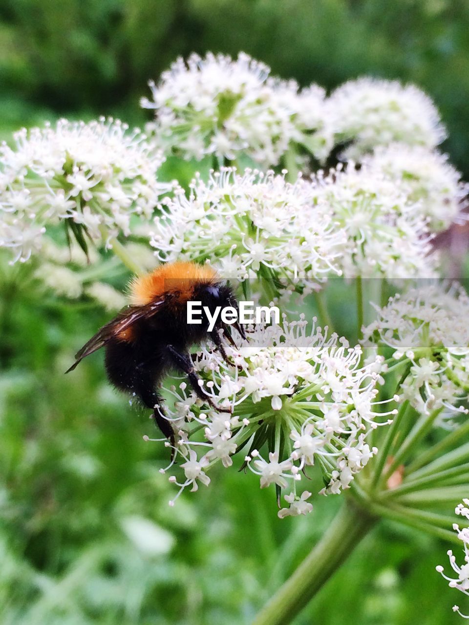 CLOSE-UP OF HONEY BEE ON FLOWER