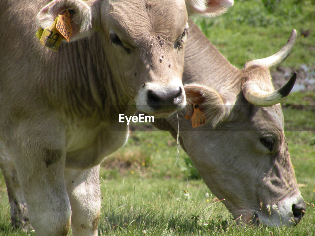 COWS GRAZING IN THE FIELD