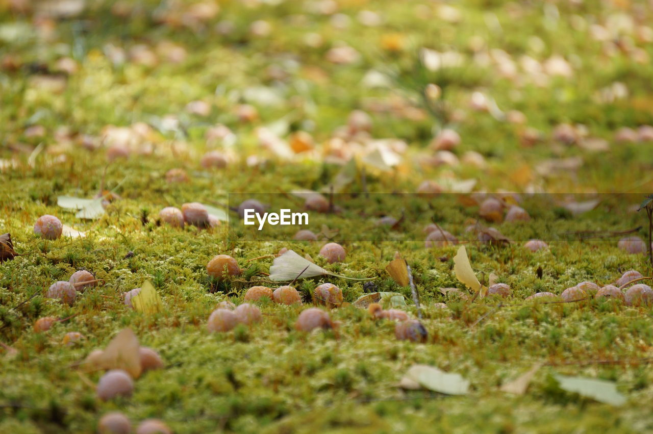 Close-up of mushrooms on field