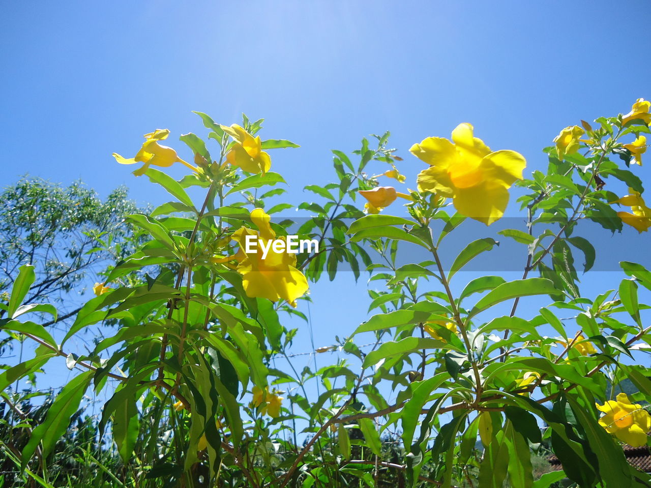 Low angle view of flowers against clear blue sky