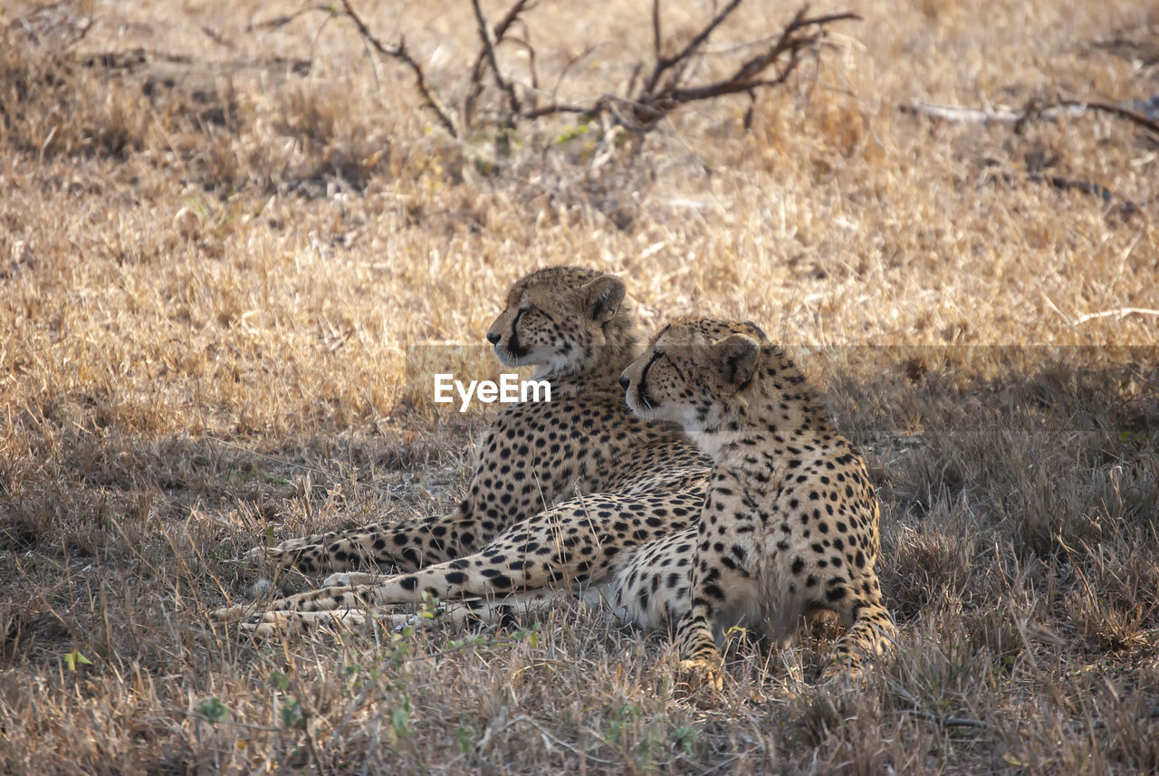 A pair of cheetahs relaxing in the shade of a tree in mala mala game reserve, mpumalanga
