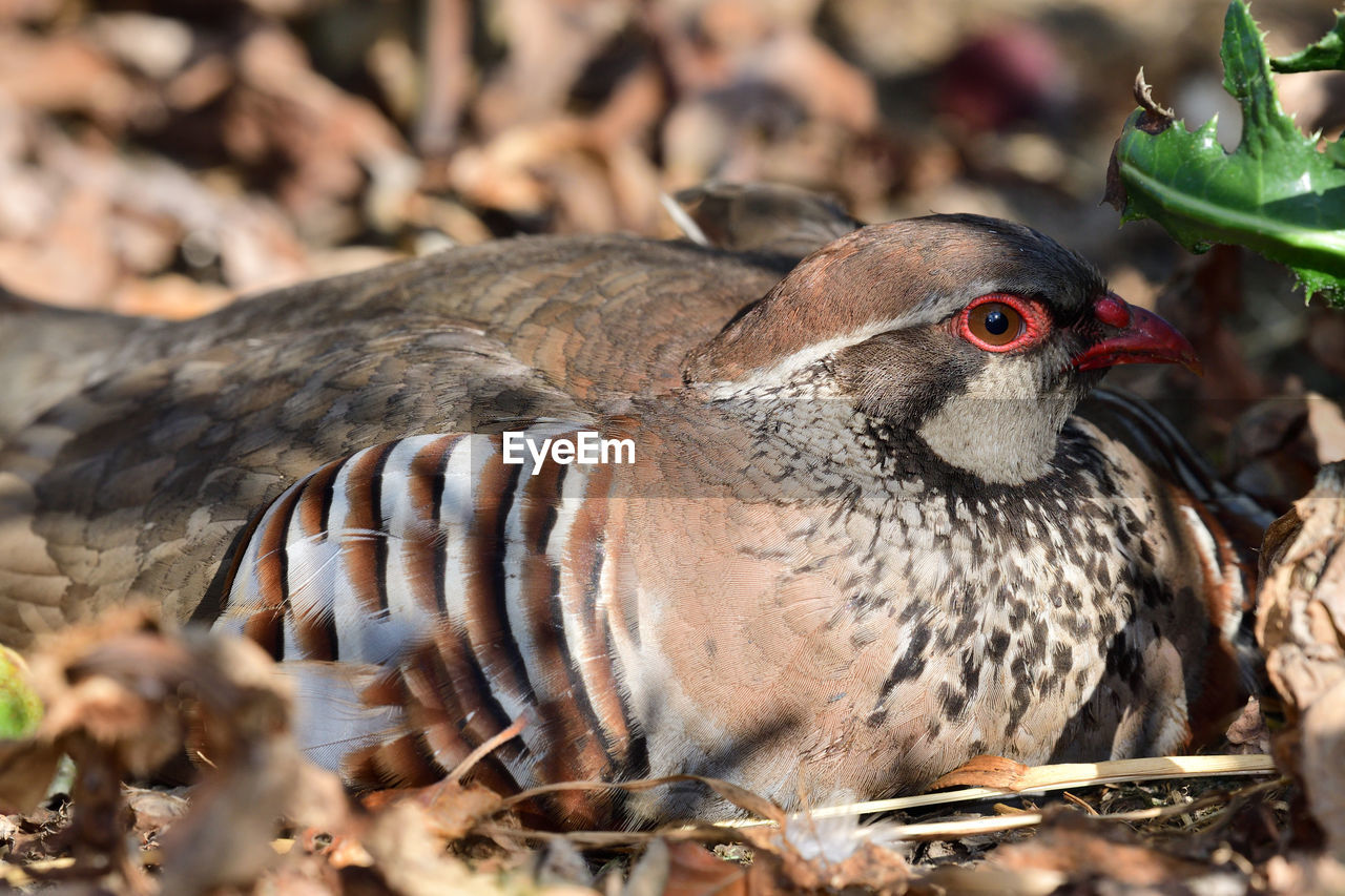 Low angle view of a french partridge sitting on the ground 
