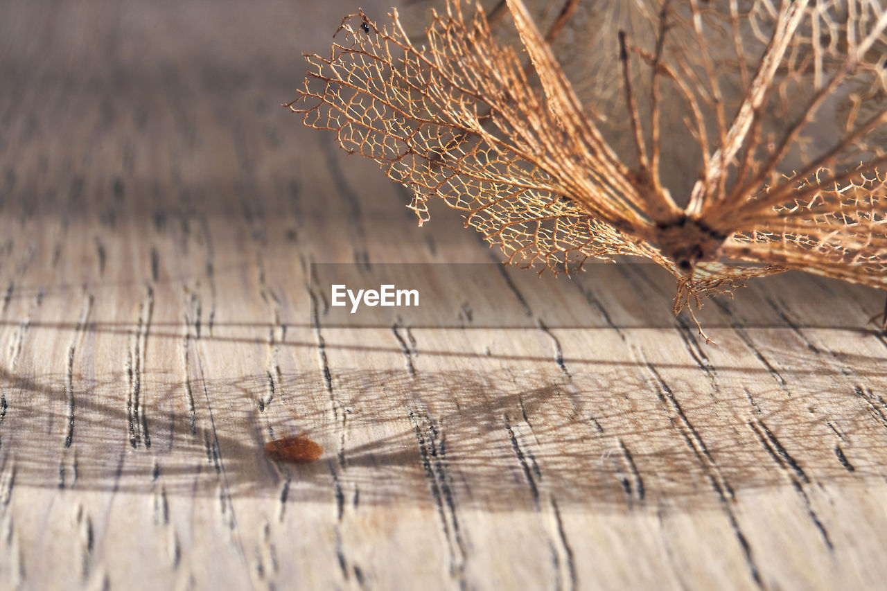 CLOSE-UP OF DRY LEAF ON TABLE