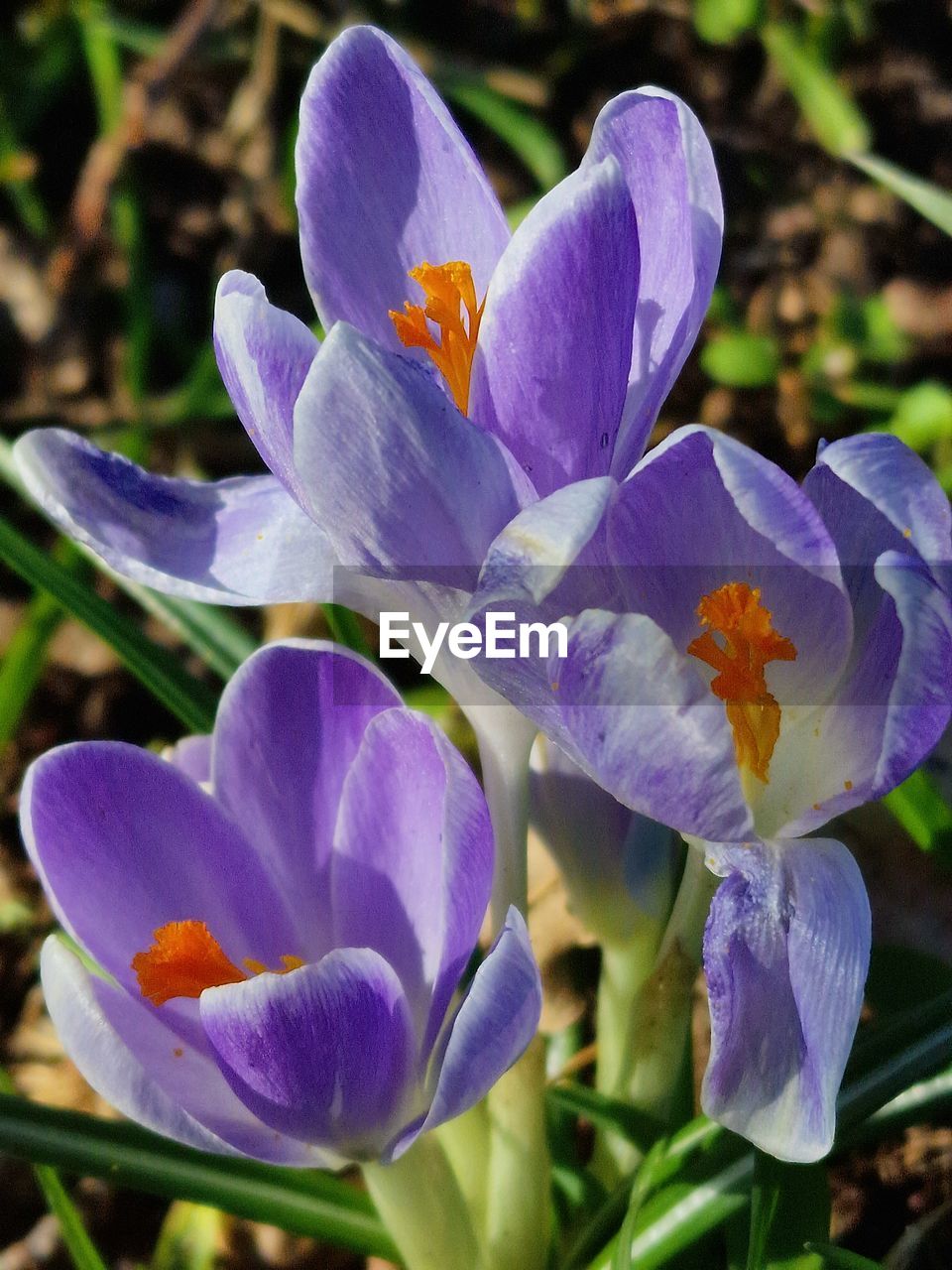 flower, flowering plant, plant, beauty in nature, freshness, purple, petal, close-up, fragility, growth, inflorescence, flower head, nature, no people, focus on foreground, botany, iris, day, outdoors, crocus, leaf, plant part, blossom, springtime, wildflower, blue