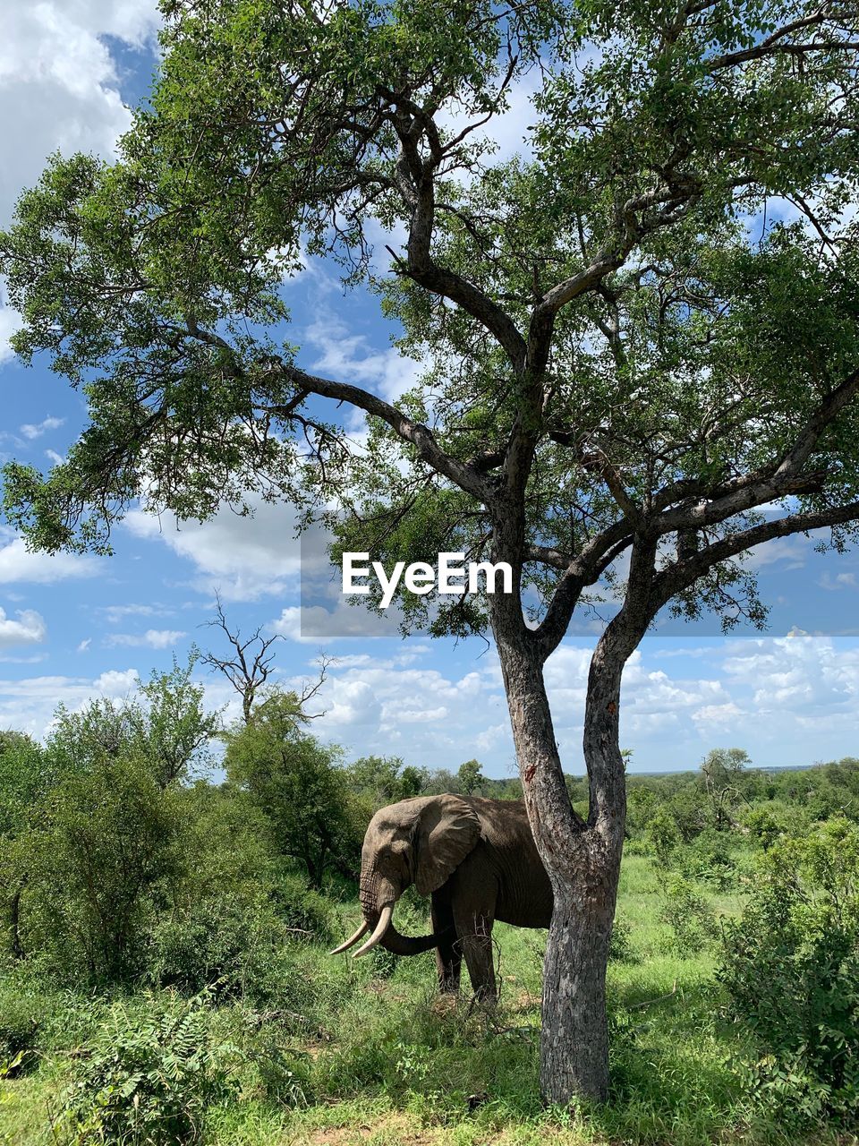 Elephant in kruger national park, south africa