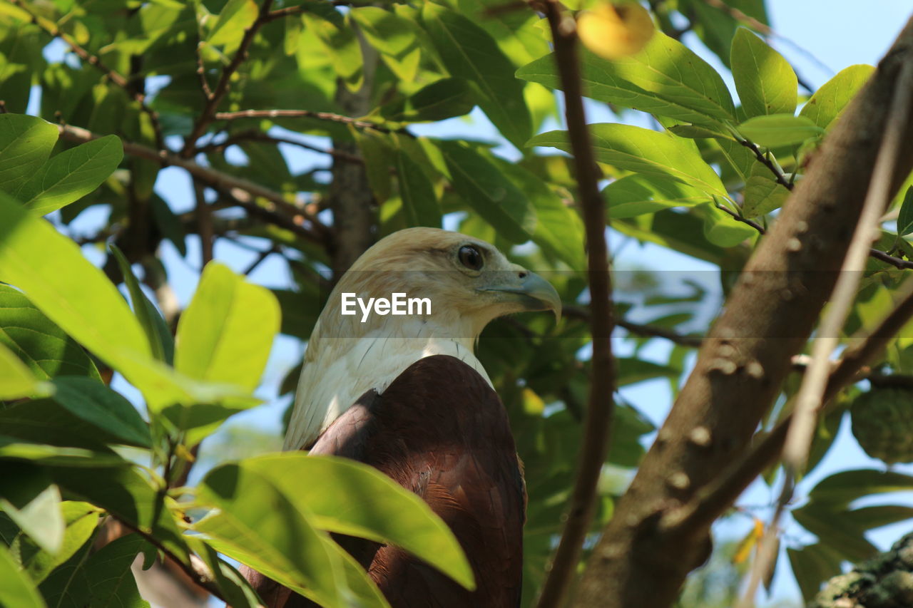 Low angle view of hawk  perching on tree
