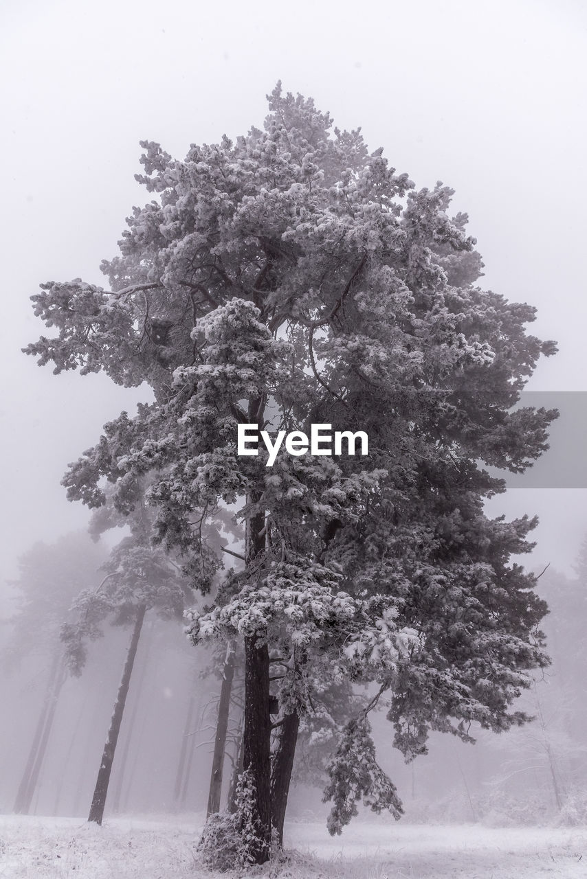 Low angle view of snow covered tree against sky