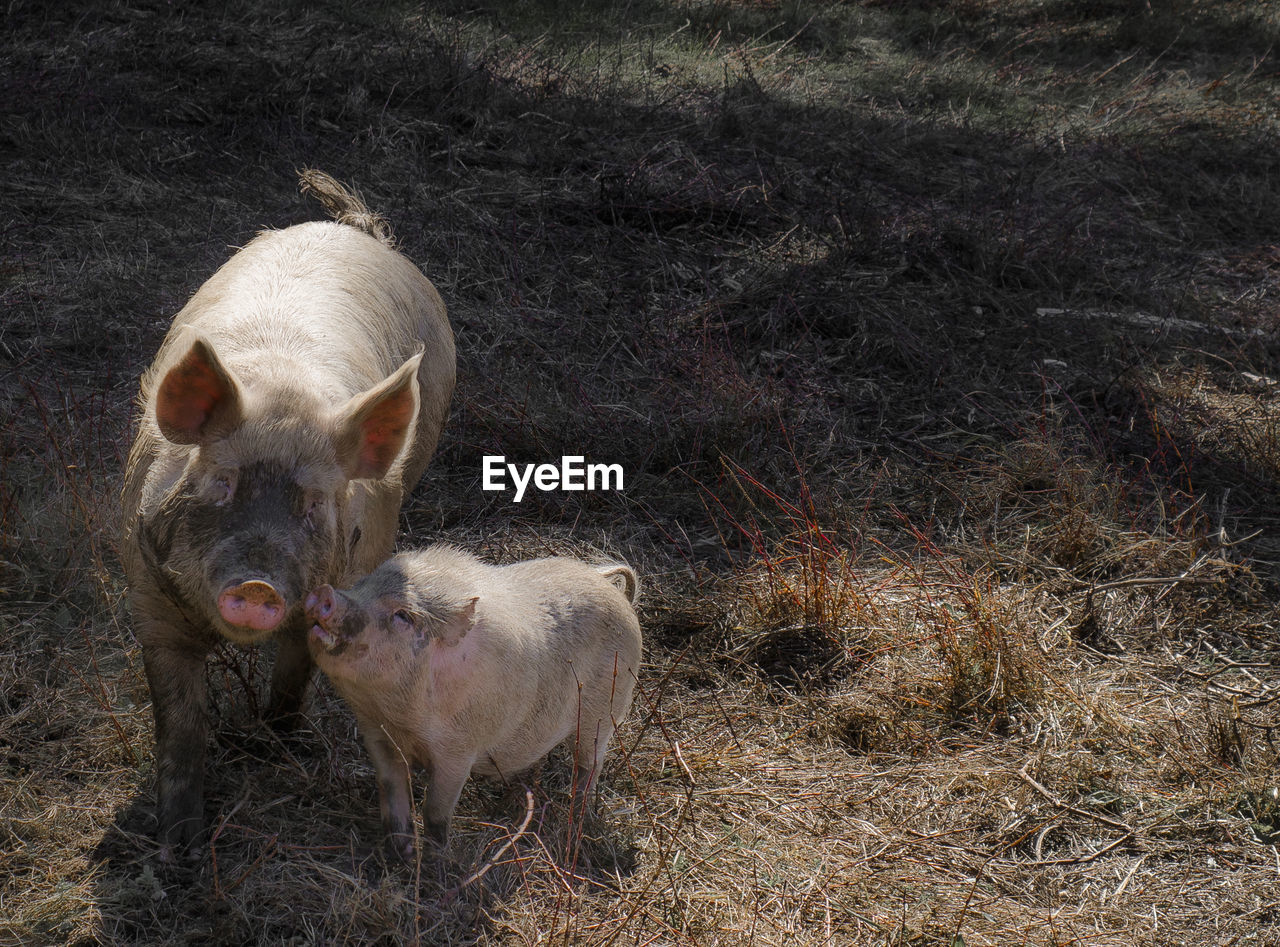 Close-up of pigs