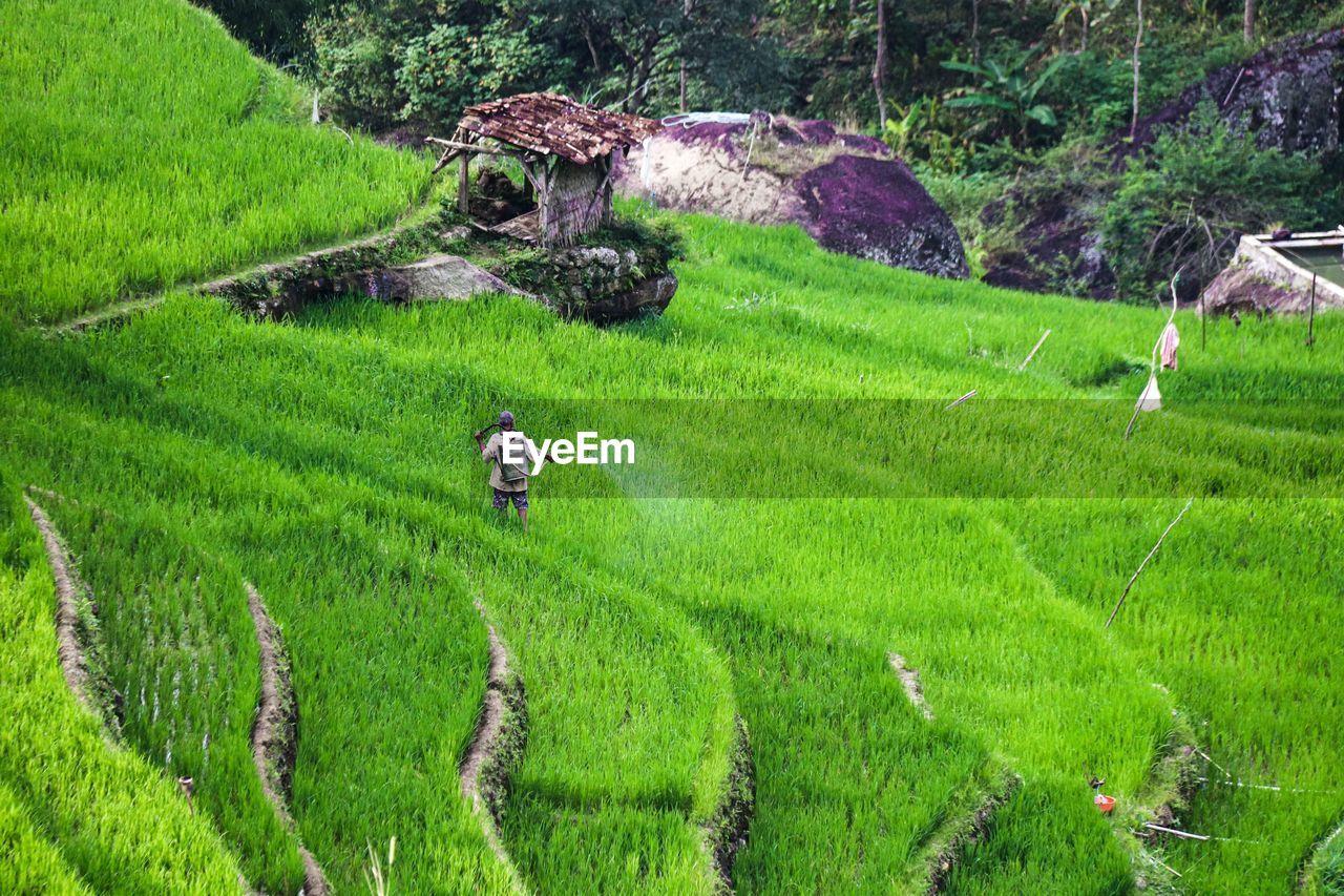 plant, growth, land, field, green, agriculture, landscape, paddy field, rural scene, terrace, farm, nature, beauty in nature, scenics - nature, environment, crop, rice, rice paddy, day, tree, tranquility, terraced field, plantation, outdoors, tranquil scene, high angle view, rural area, foliage, lush foliage, farmer, pasture, occupation, grassland, grass, flower, meadow