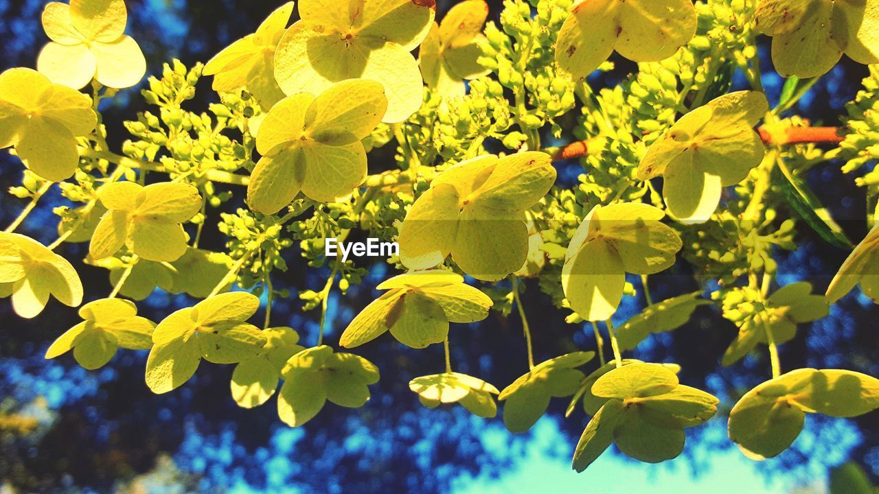 CLOSE-UP OF YELLOW FLOWER TREE