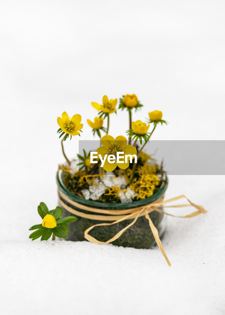 Floristic arrangement with winter aconite wildflowers in a glass jar in the snow. eranthis hyemalis