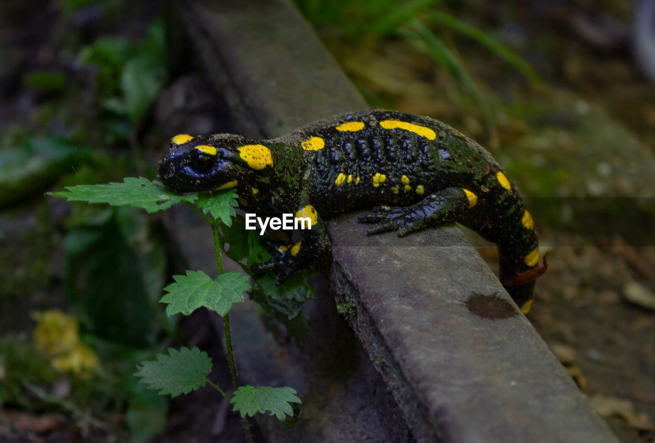 CLOSE-UP OF A LIZARD ON LEAF