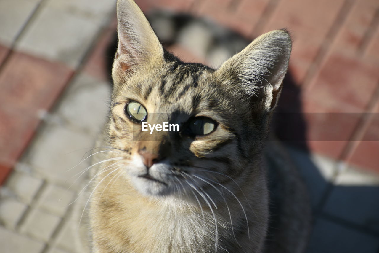 pet, cat, animal, animal themes, mammal, domestic cat, domestic animals, feline, one animal, whiskers, small to medium-sized cats, close-up, portrait, animal body part, looking at camera, felidae, focus on foreground, no people, eye, carnivore, animal head, animal eye, animal hair, looking