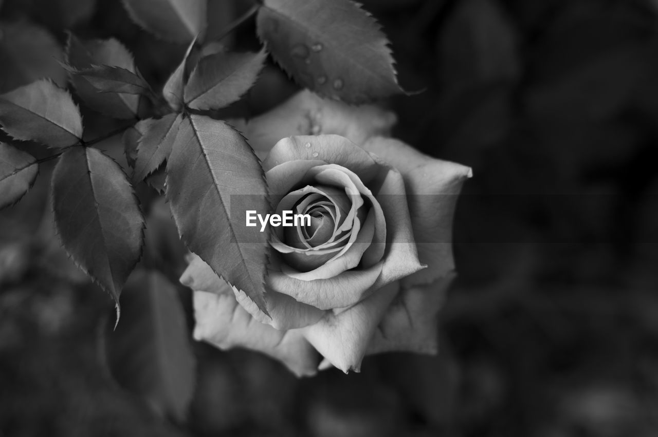 Close-up of rose blooming