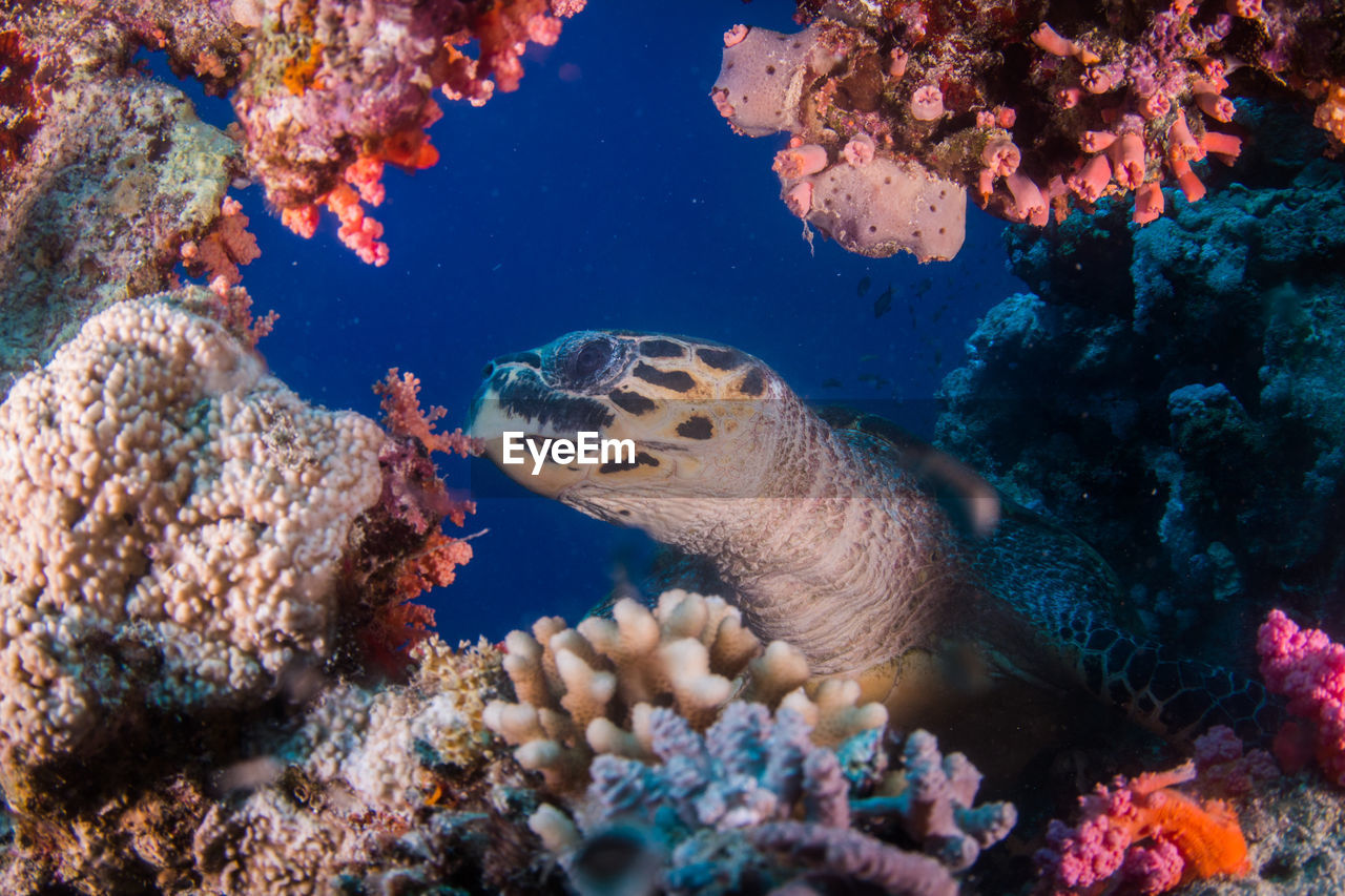 FISH SWIMMING UNDERWATER