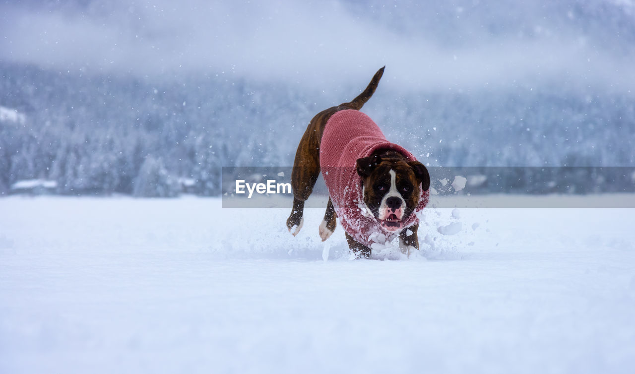 DOG RUNNING IN SNOW