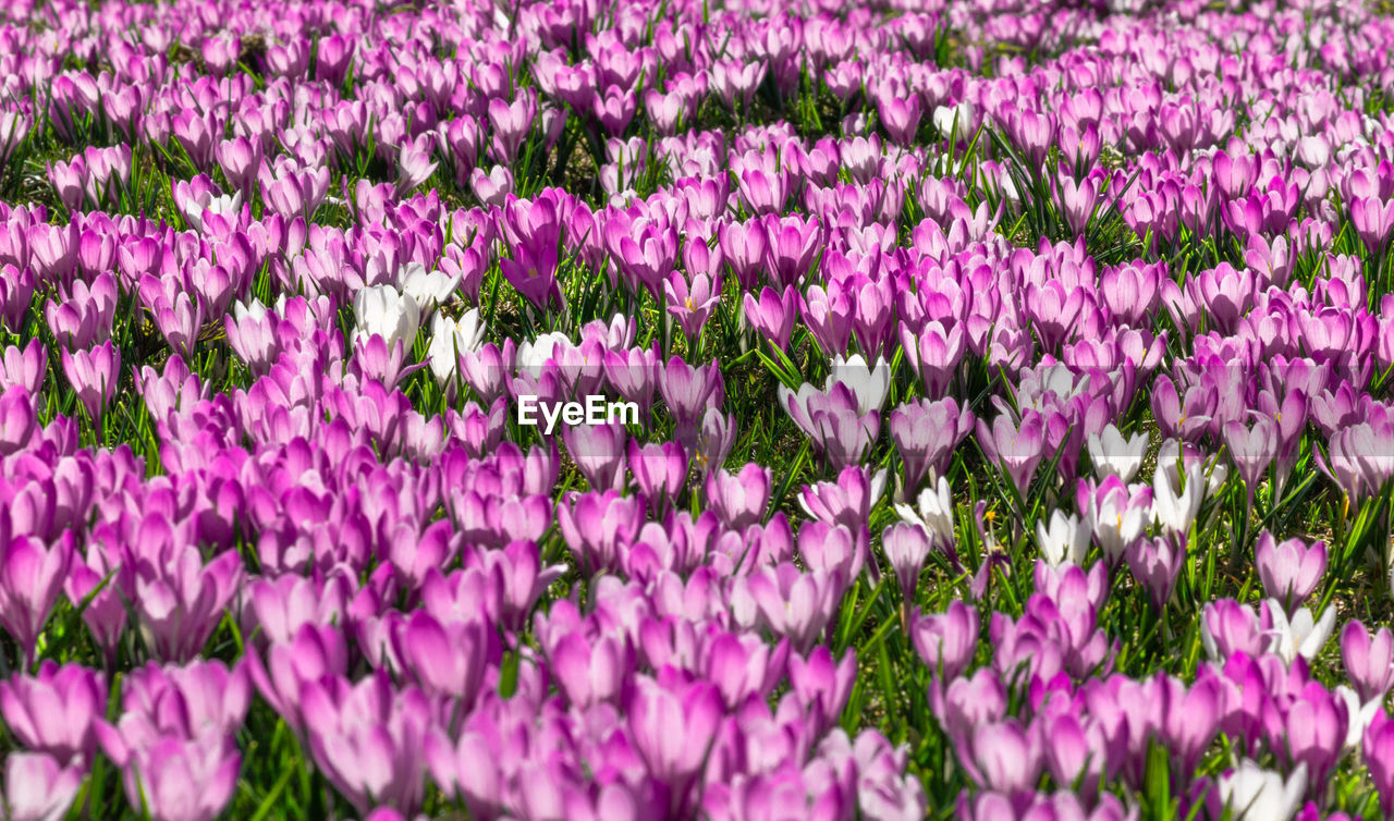 CLOSE-UP OF PINK FLOWERING PLANTS ON LAND