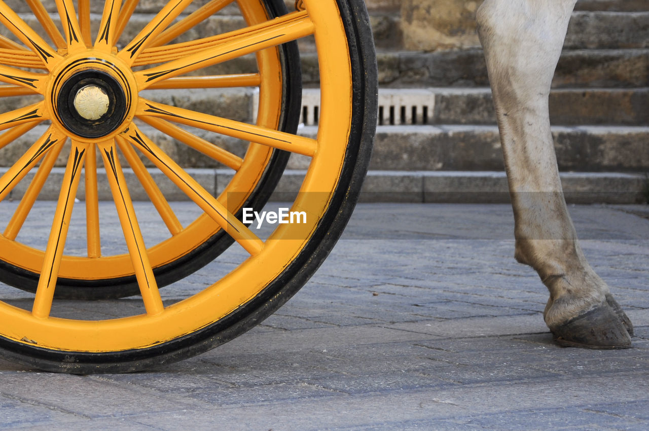 Low section of horse by cart wheel on street