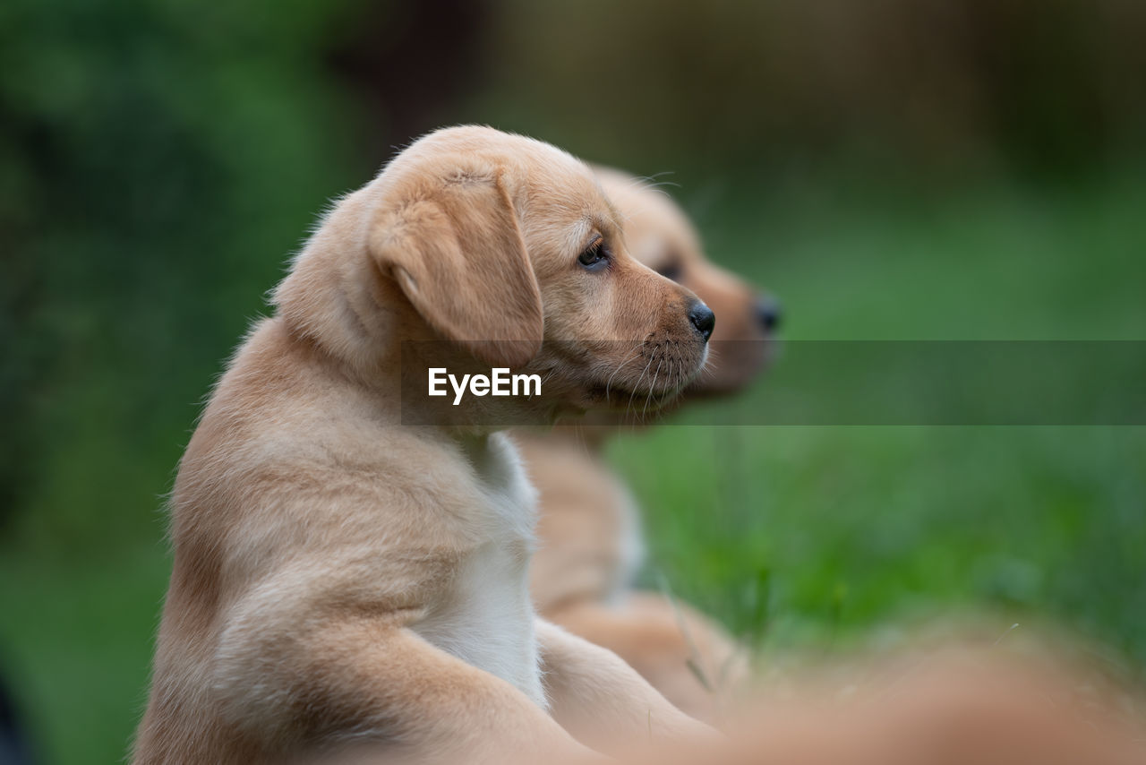 Close-up of puppies looking away