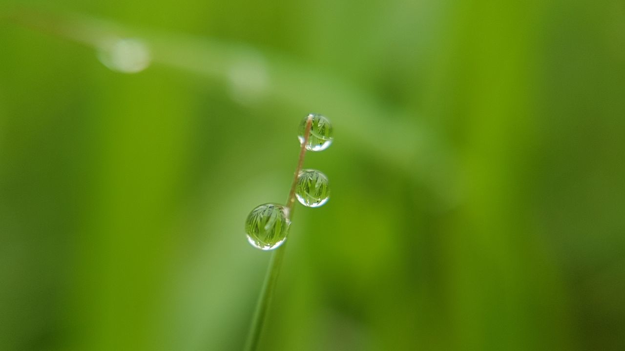 CLOSE-UP OF WATER DROPS ON LEAF