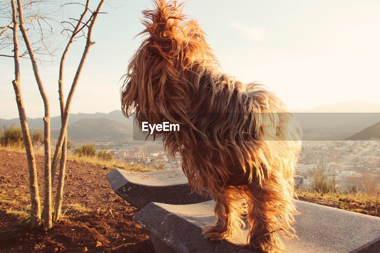 Fluffy dog standing on stone bench by bare tree against clear sky