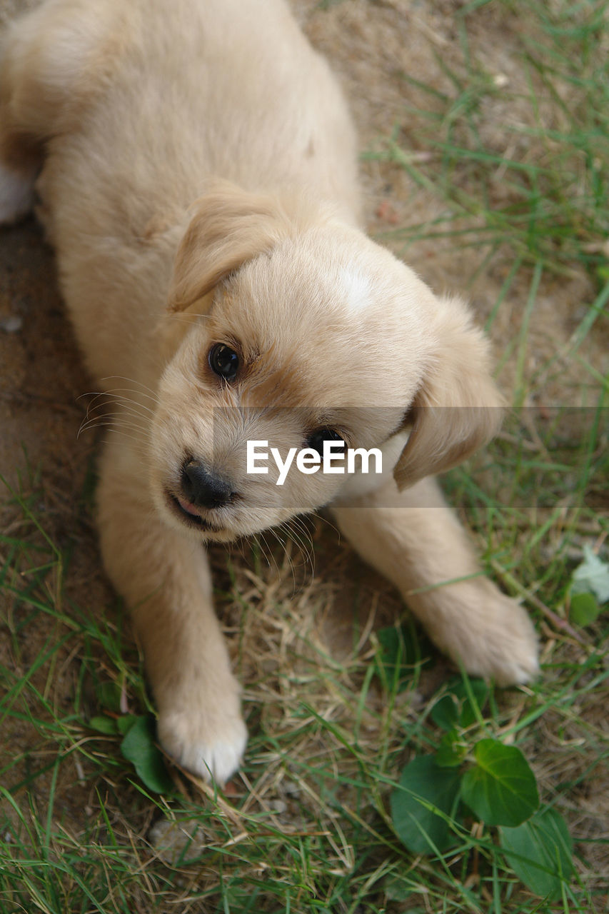 High angle portrait of puppy lying on field