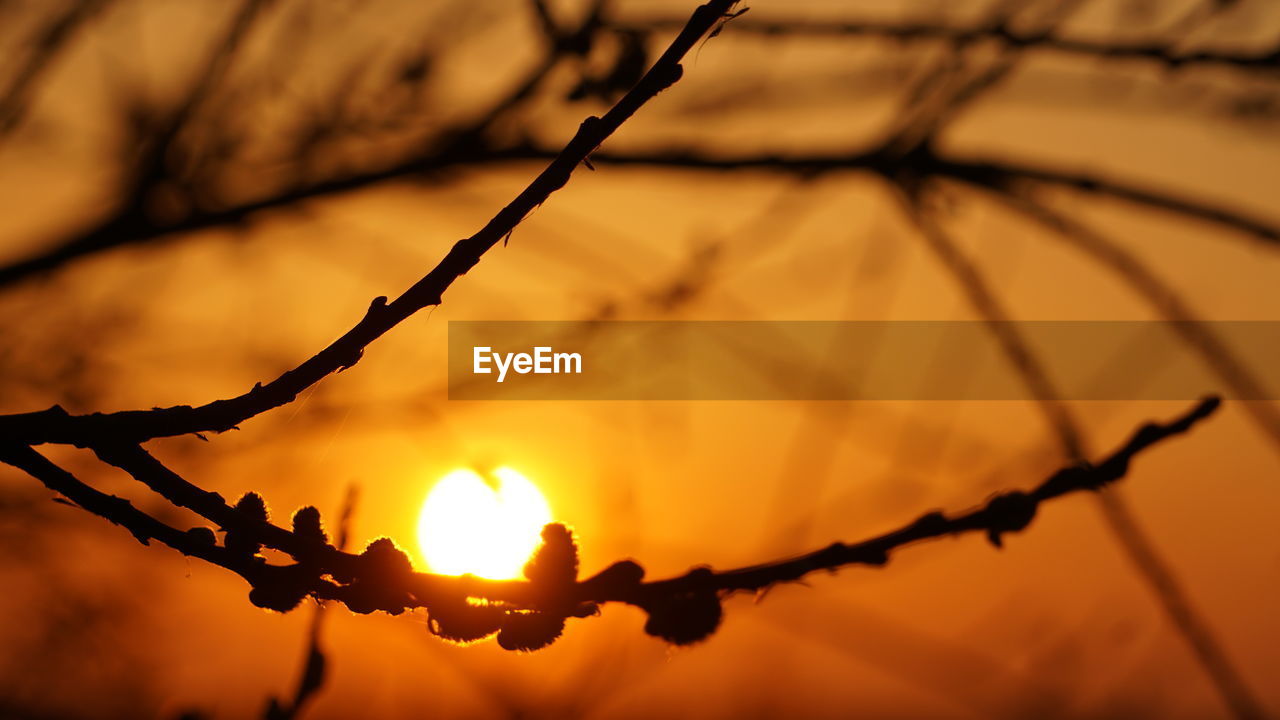 Close-up of silhouette branch against sky during sunset
