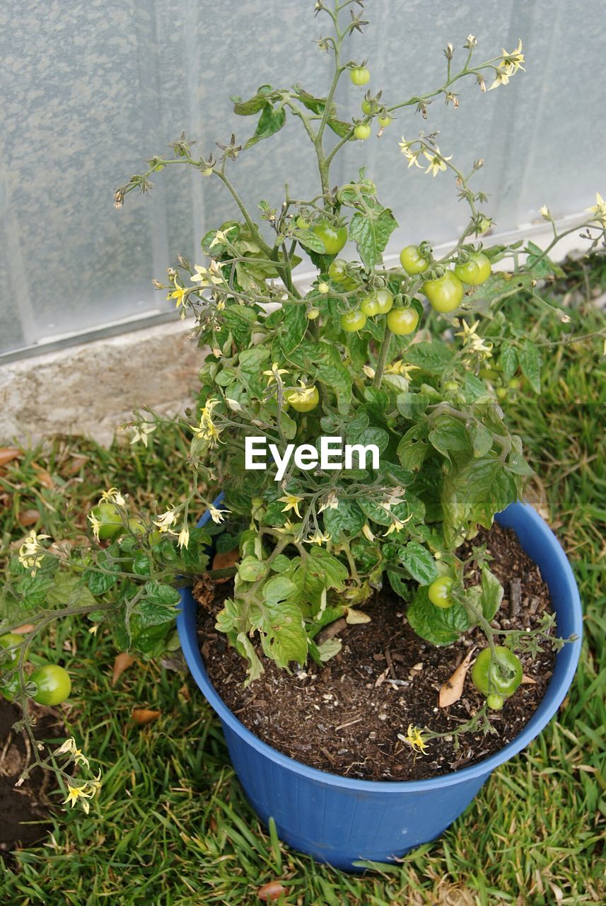 CLOSE-UP OF POTTED PLANT