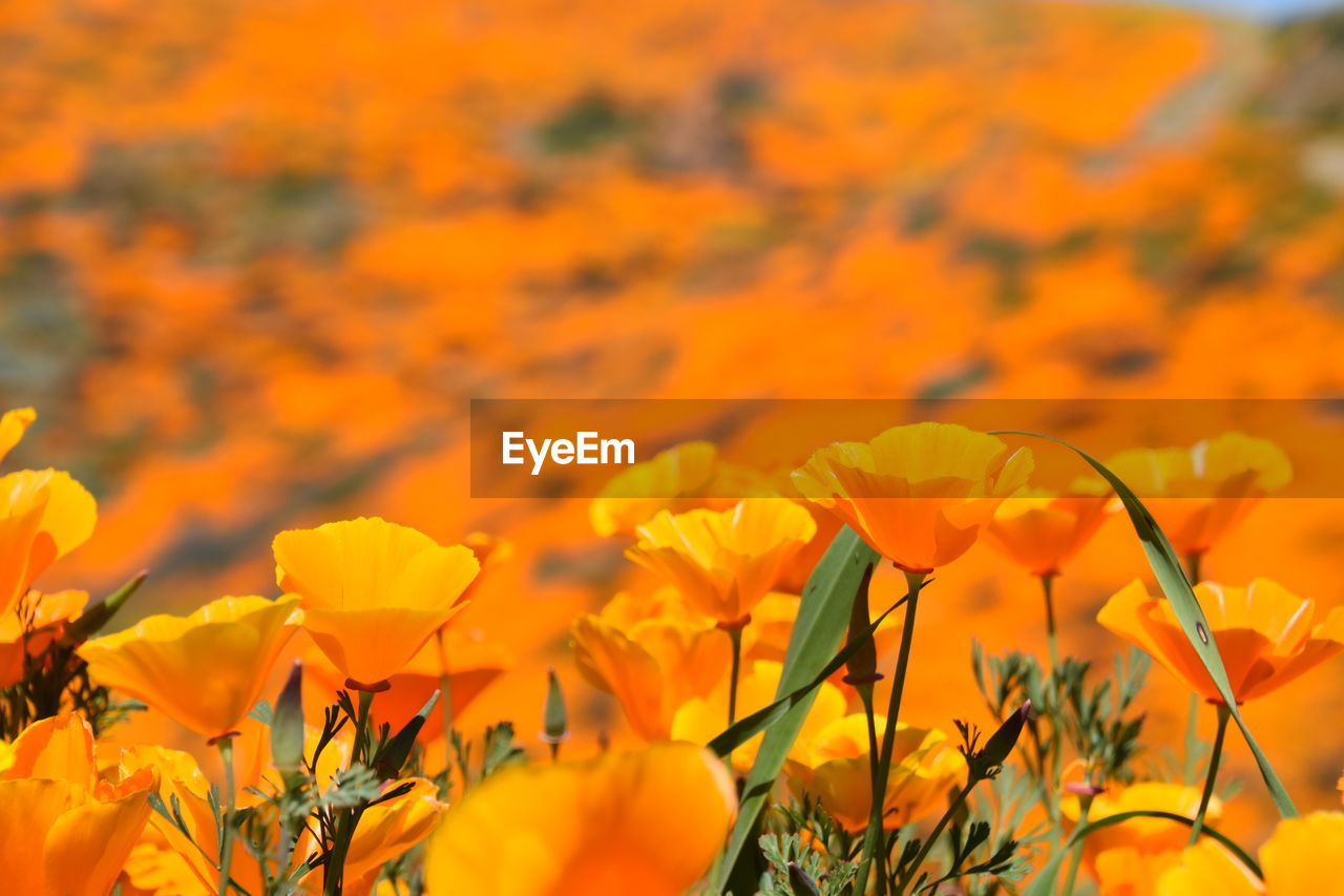 Close-up of yellow flowering plants on field