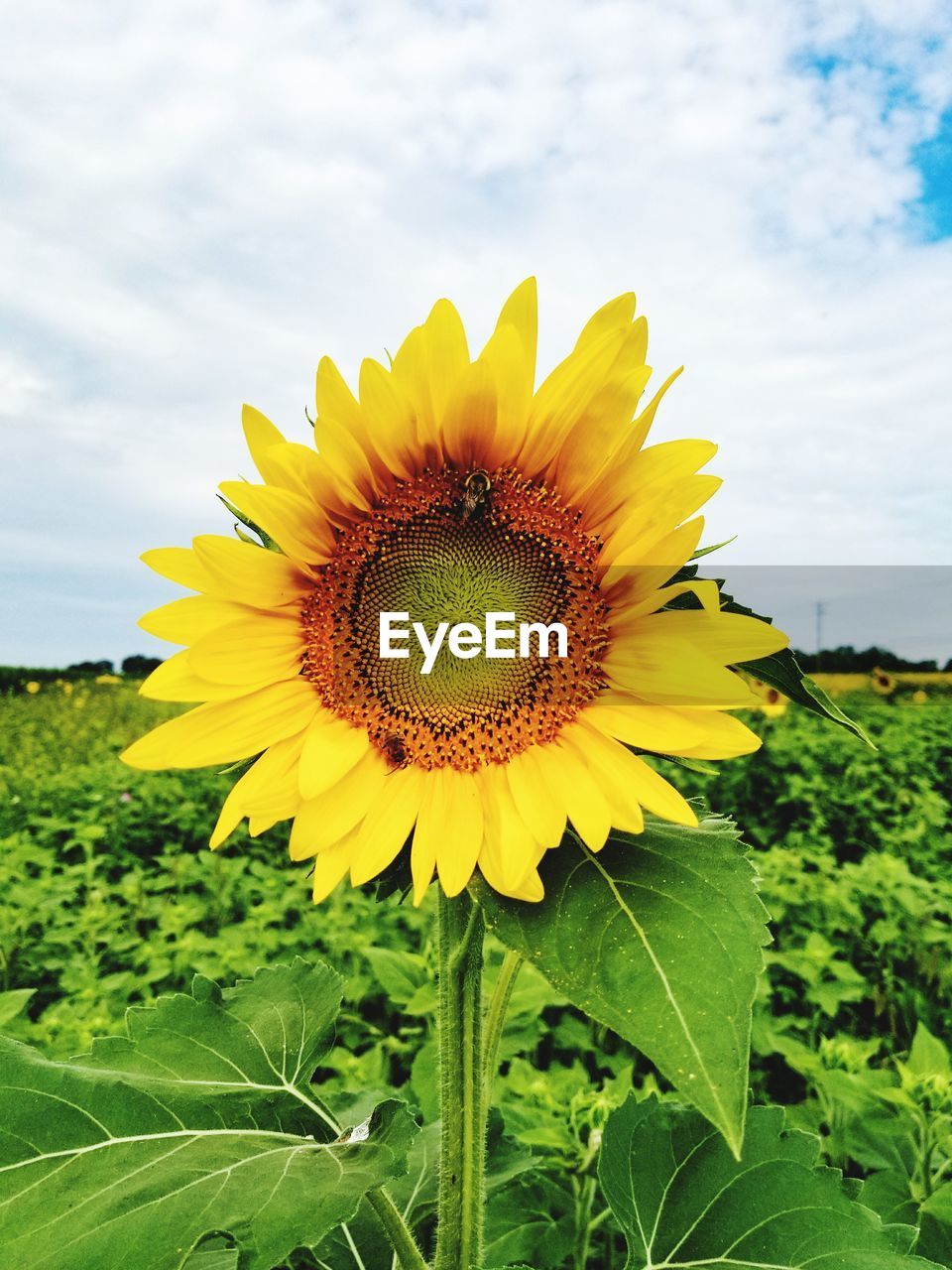 Close-up of sunflower blooming on field against sky