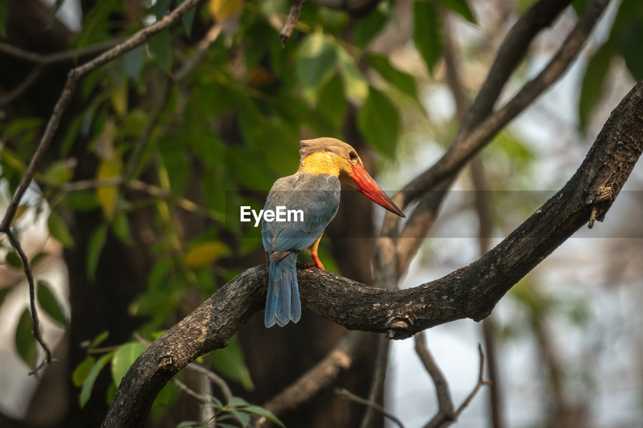 CLOSE-UP OF BIRD PERCHING ON TREE